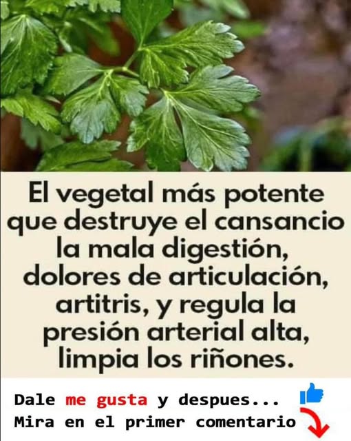 Vegetal curioso