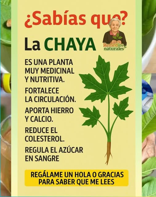 Hojas de Chaya