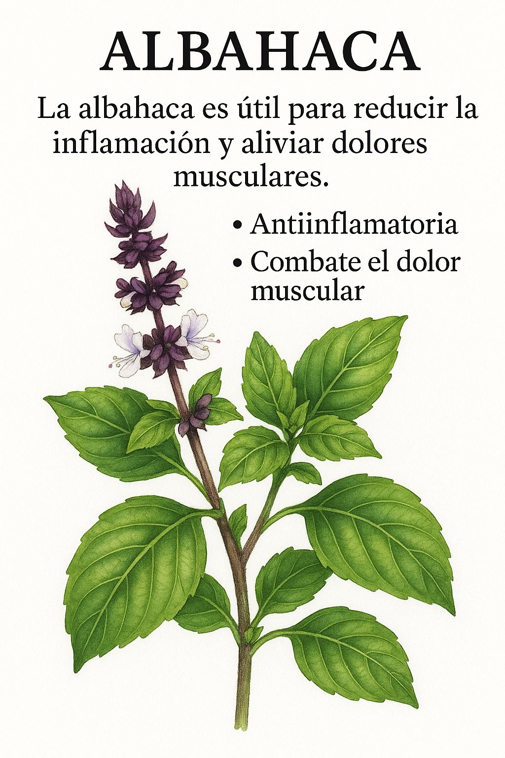 Beneficios de la Albahaca para la Salud Muscular