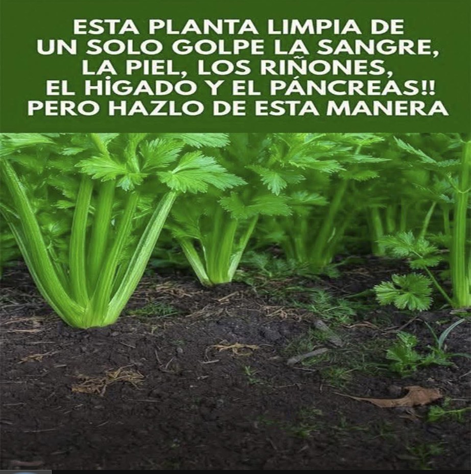 Descubre los Beneficios del Apio para tu Salud