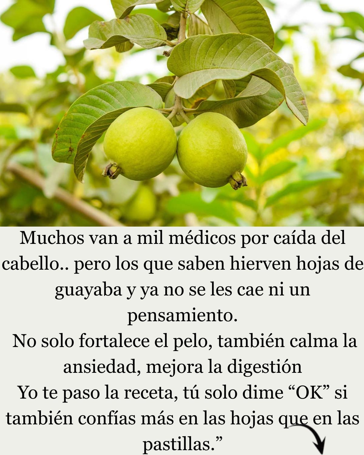 Beneficios de las Hojas de Guayaba para el Cabello y la Salud