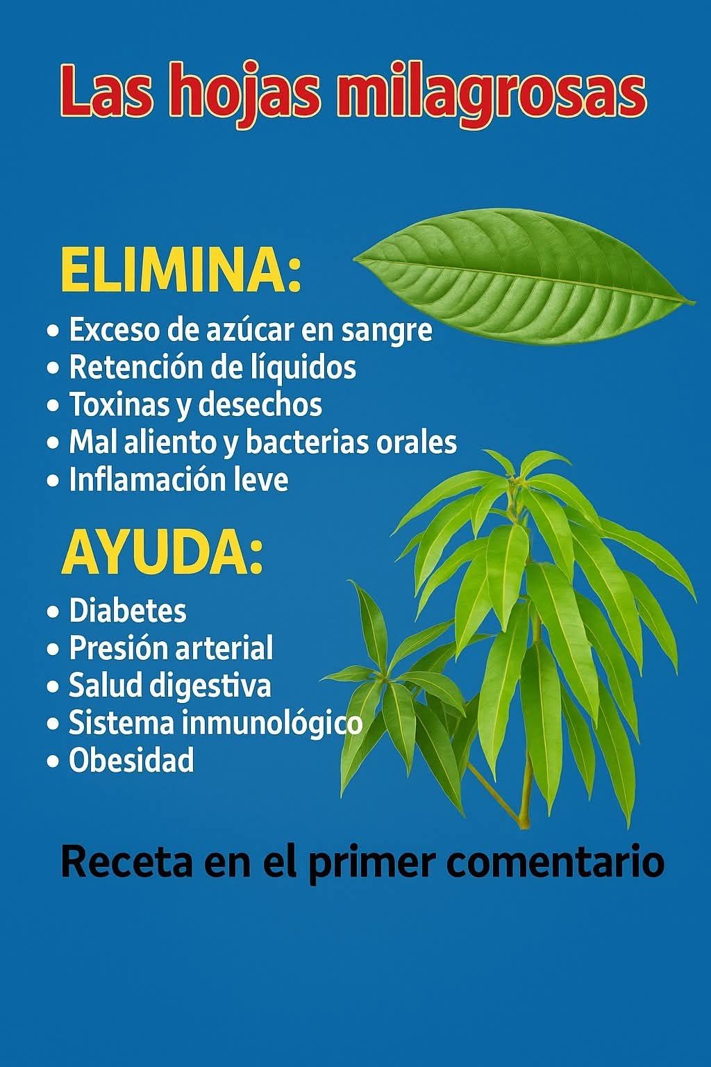 Descubre los Beneficios de las Hojas Milagrosas para tu Salud