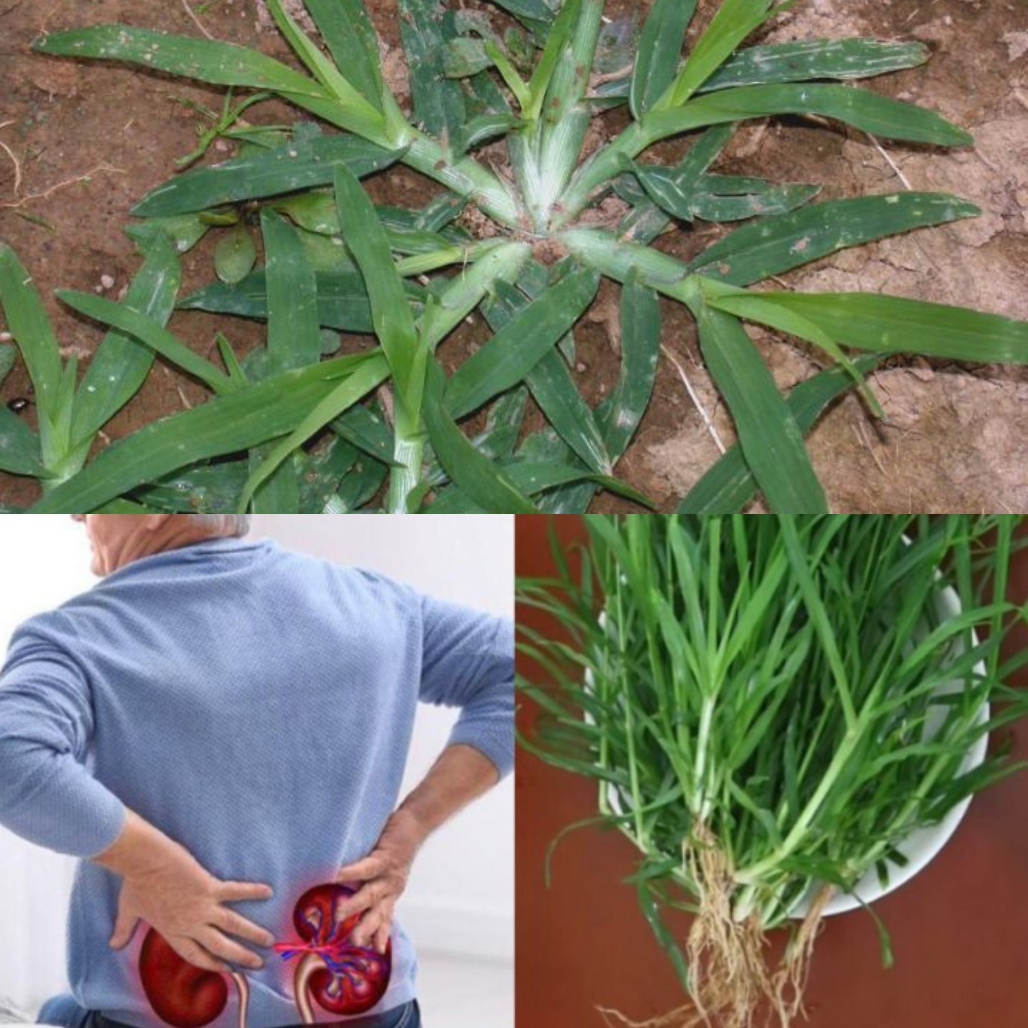 Beneficios del pasto de trigo para la salud renal