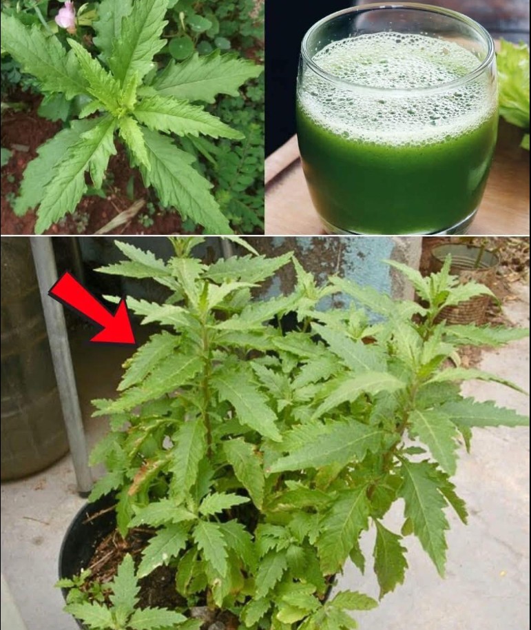 Propiedades y Beneficios del Epazote para Tu Salud