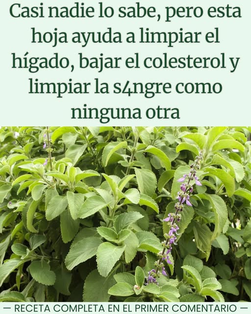 Descubre la Hierba Más Poderosa para Proteger y Limpiar tu Hígado